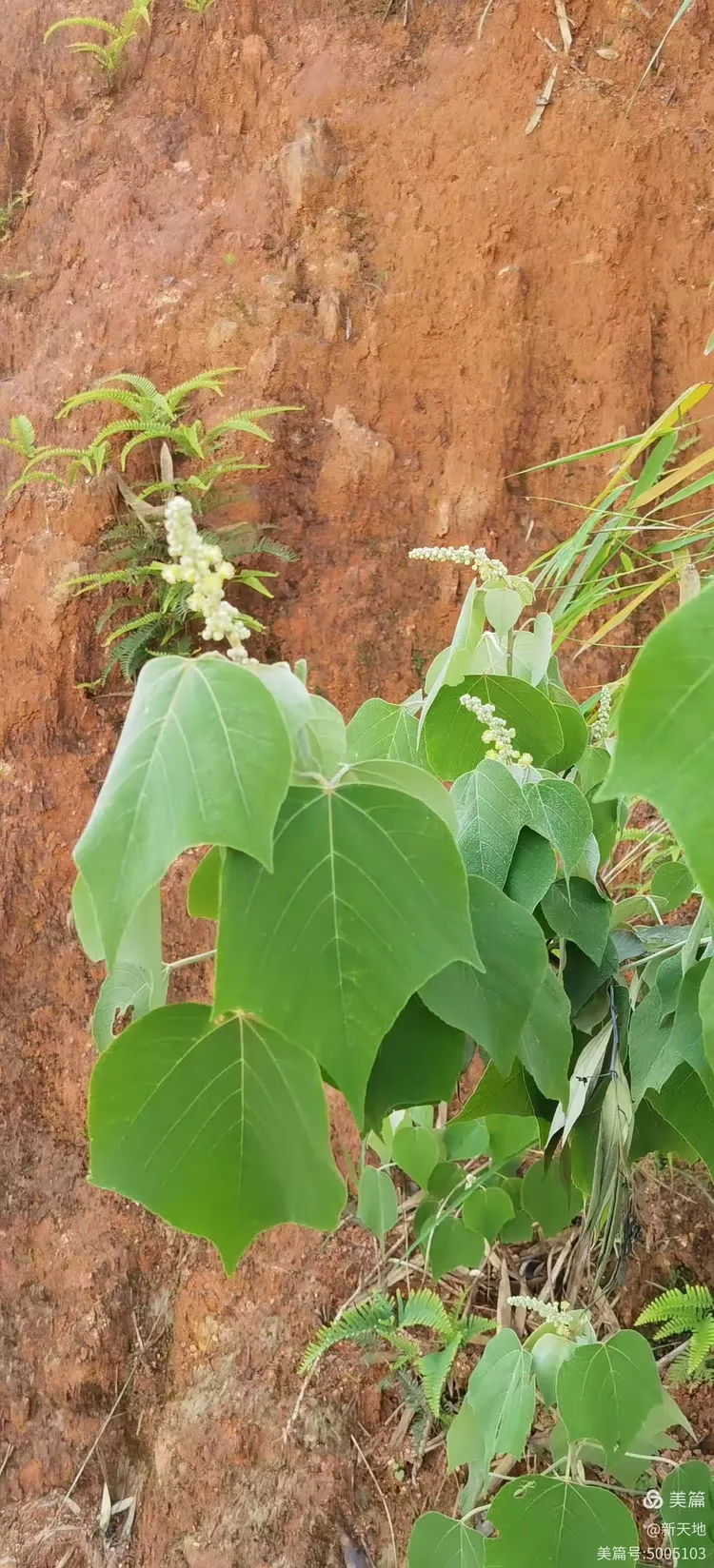 植物观赏 白背叶